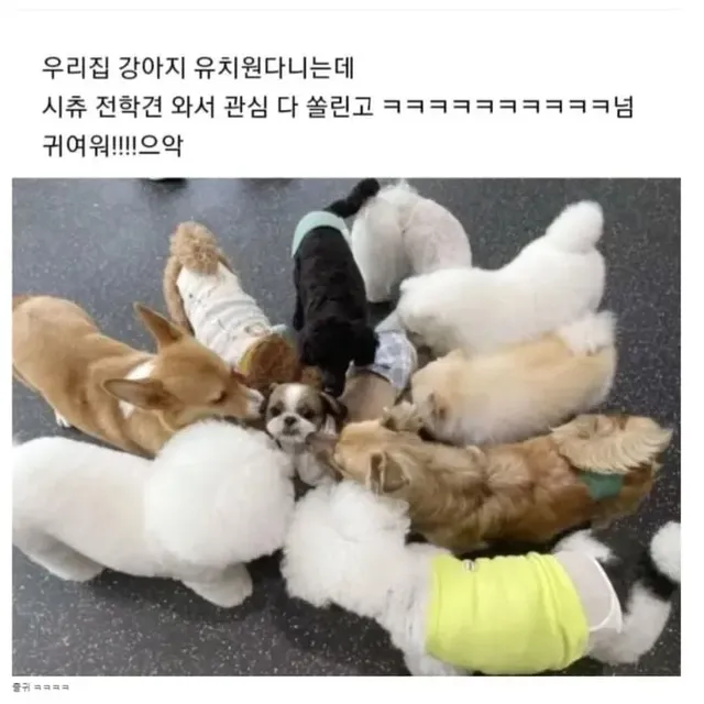 강아지 유치원의 전학견.jpg
