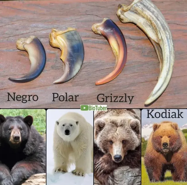곰 종류별 발톱