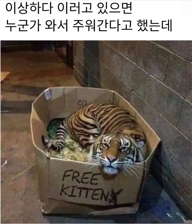 이상하다. 이러고 있으면 누군가 와서 주워간다고 했는데...