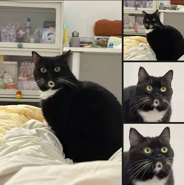 오묘한 괭이