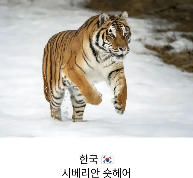 각 나라를 대표하는 고양이