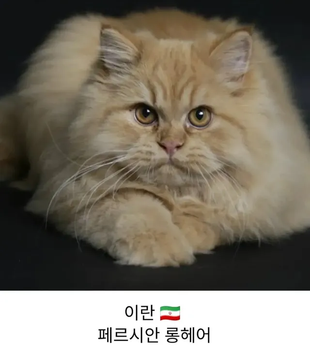 각 나라를 대표하는 고양이