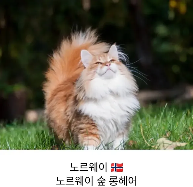 각 나라를 대표하는 고양이