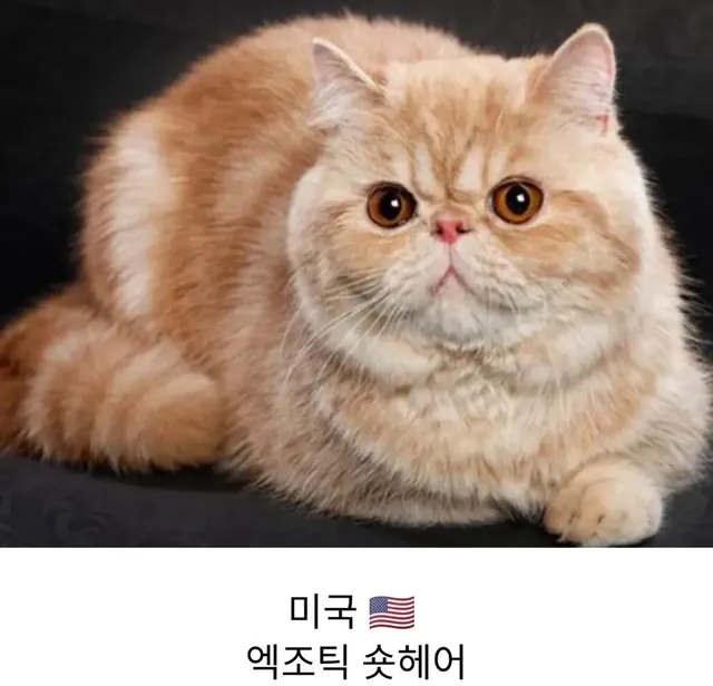 각 나라를 대표하는 고양이