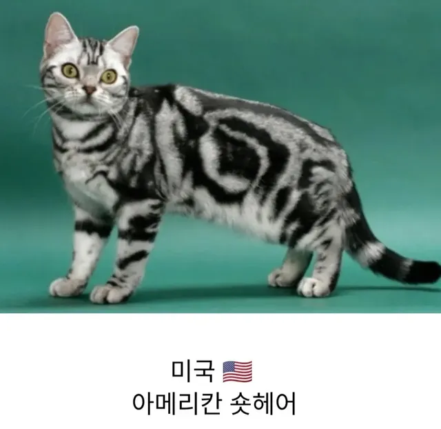 각 나라를 대표하는 고양이