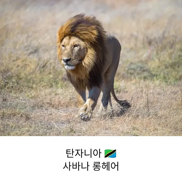 각 나라를 대표하는 고양이