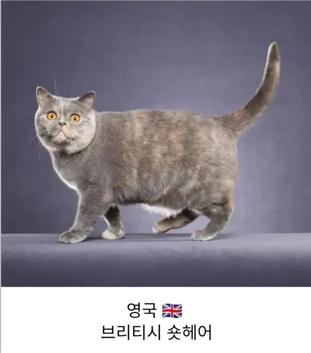 각 나라를 대표하는 고양이