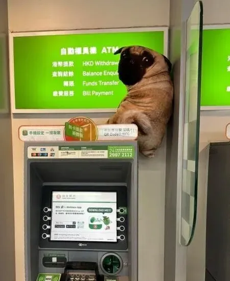 아니 누가 개를 은행에 놔두고 갔어?