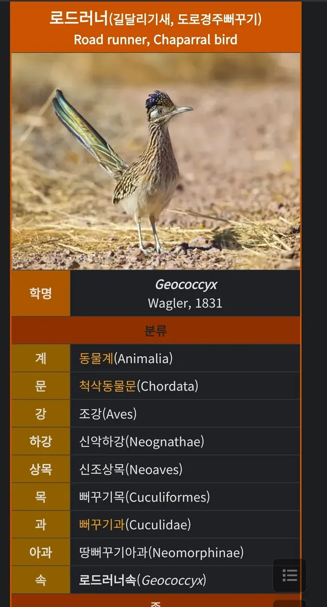 코요테 vs 로드러너