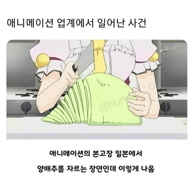 애니메이션 업계에서 양배추란?