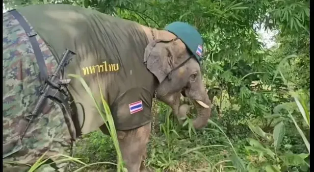 레전드 개새끼였던 태국 공군 대원수