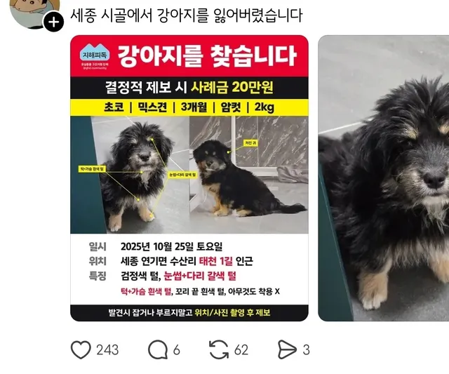 실종된 강아지가 빡빡이가 돼서 돌아온건에 대하여.jpg