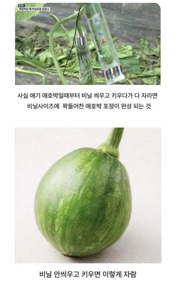 애호박의 원래 모습.