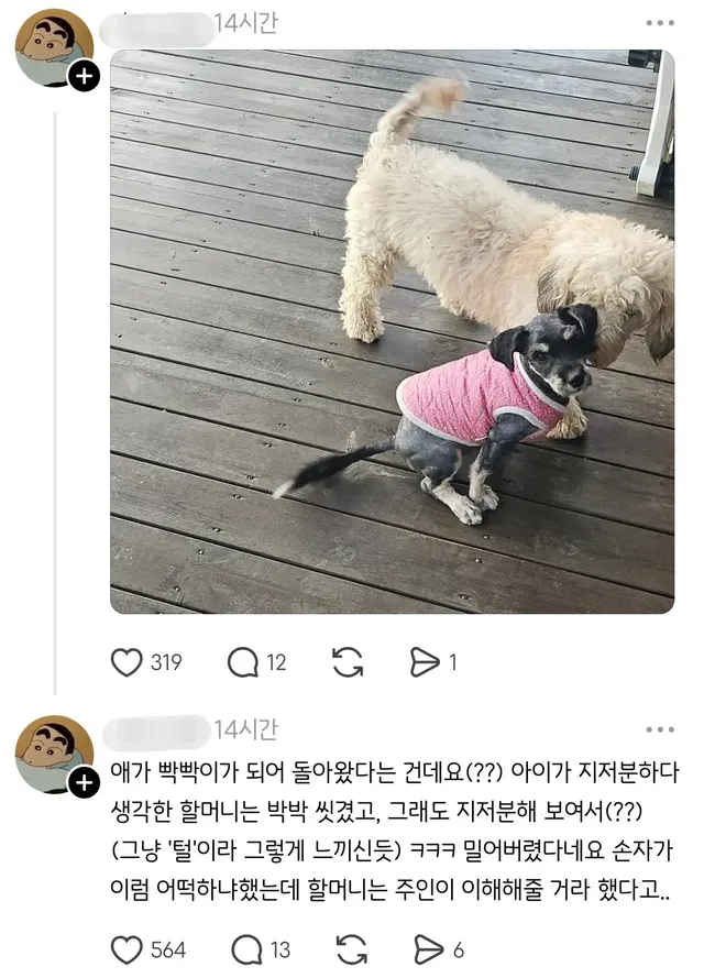 실종된 강아지가 빡빡이가 돼서 돌아온건에 대하여.jpg