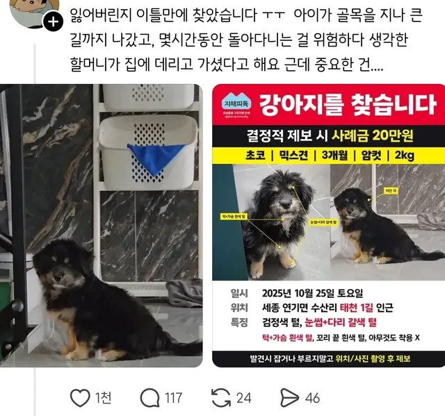 실종된 강아지가 빡빡이가 돼서 돌아온건에 대하여.jpg