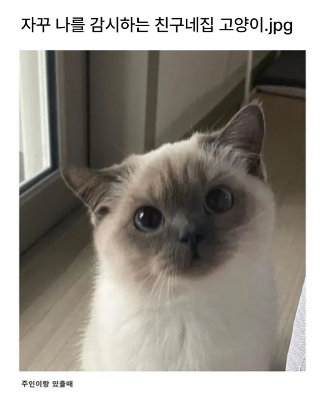 자꾸 나를 감시하는 친구네집 고양이