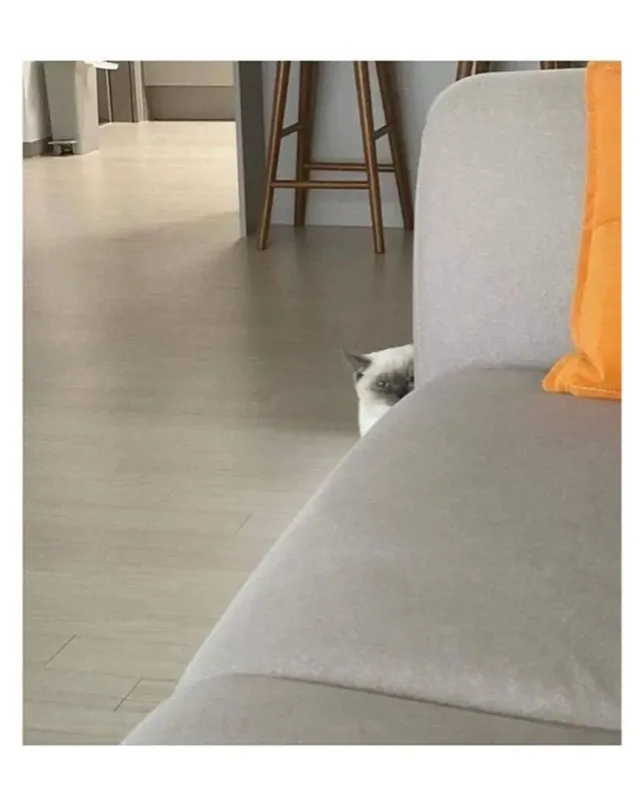 자꾸 나를 감시하는 친구네집 고양이