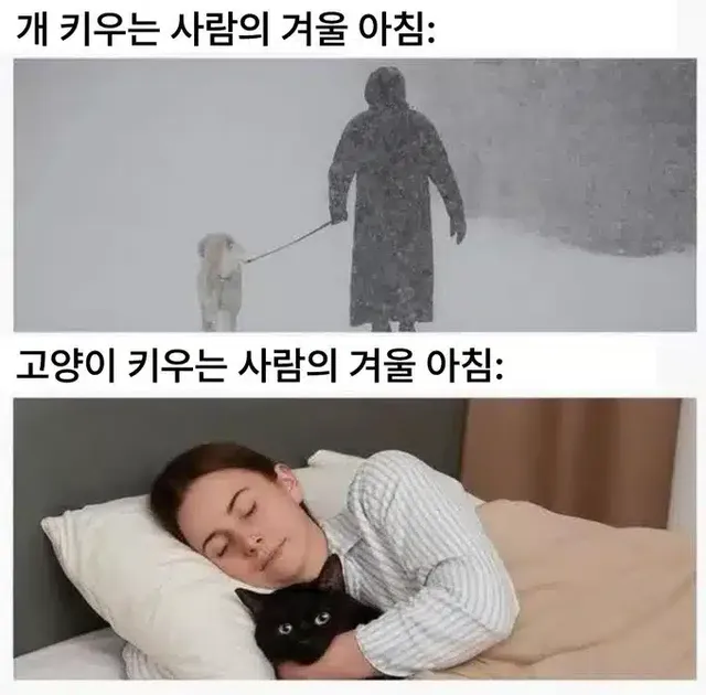 반려견 vs 반려묘
