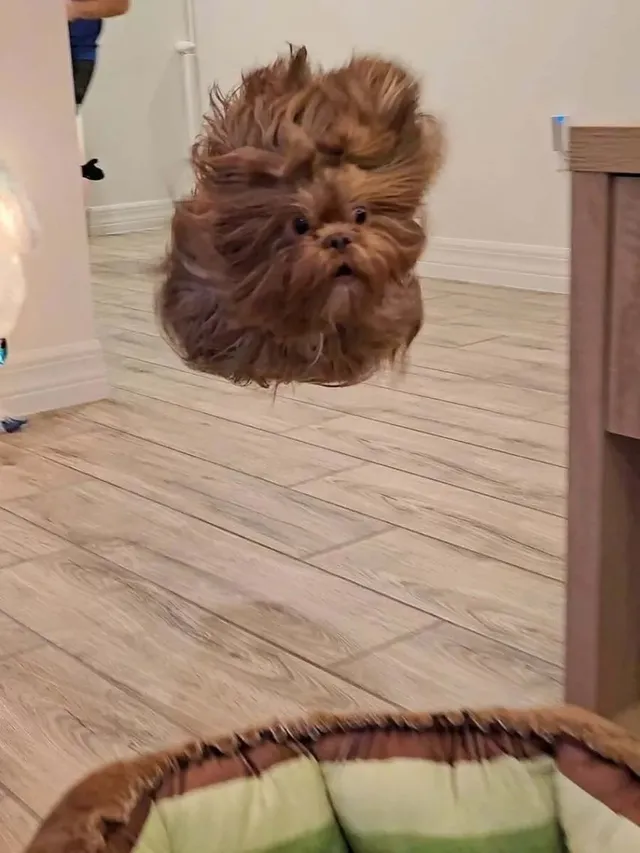 강아지 순간 포착 사진