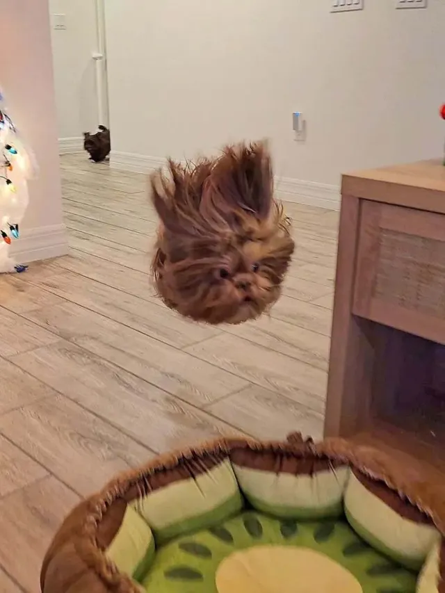 강아지 순간 포착 사진