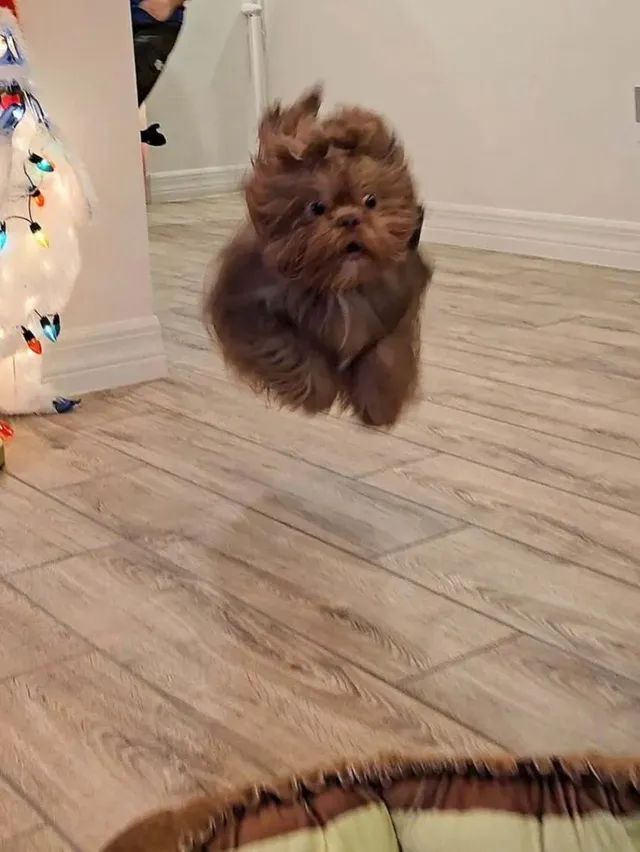 강아지 순간 포착 사진