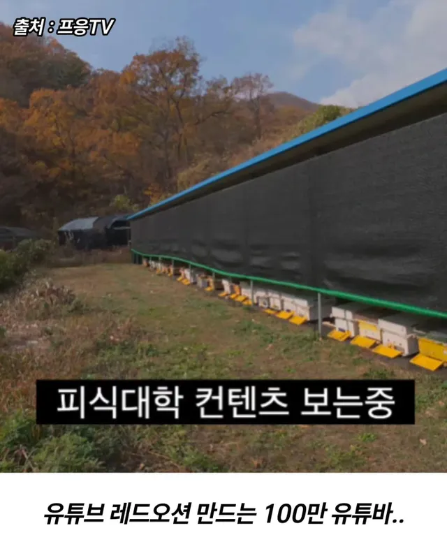 프응의 벌침으로 양주시 공무원 다라이 따라잡기