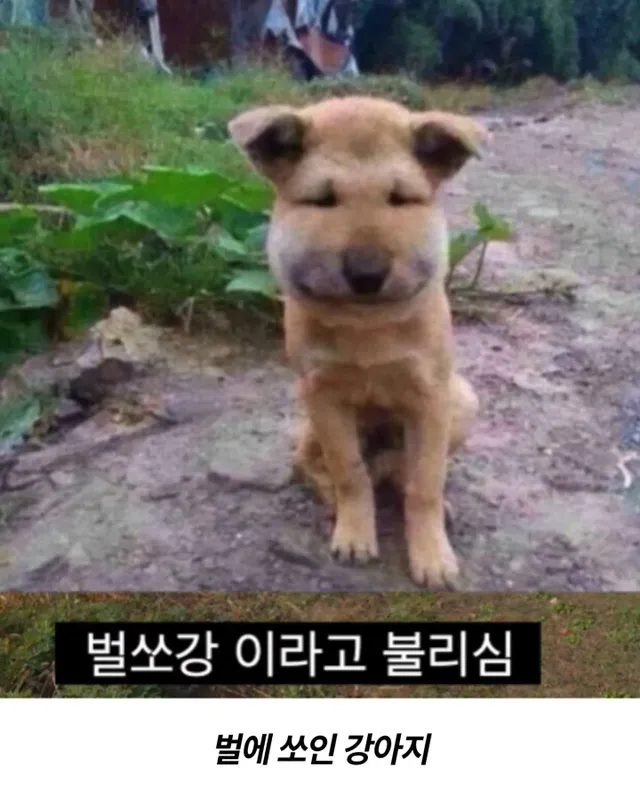 프응의 벌침으로 양주시 공무원 다라이 따라잡기
