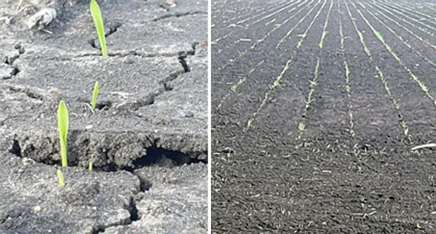 몇년 전 산불로 황폐화된 호주 산림, 폭우 내린 후.