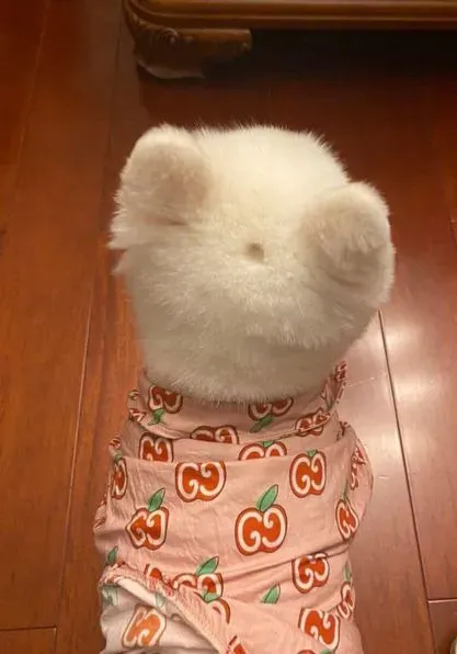 강아지를 찌르면