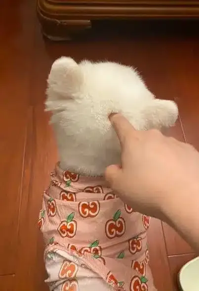 강아지를 찌르면