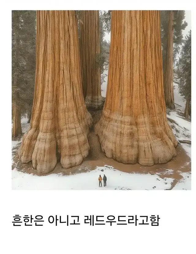 미국의 흔한 나무