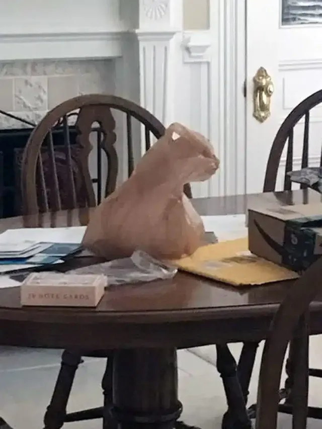 집에 왔더니 모르는 고양이가 식탁에 있음