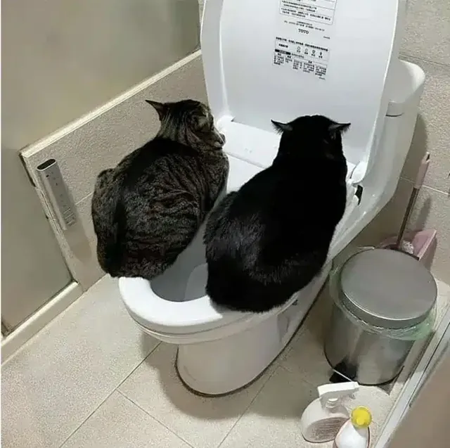 집에서 가장 따뜻한 곳을 찾아간 고양이들