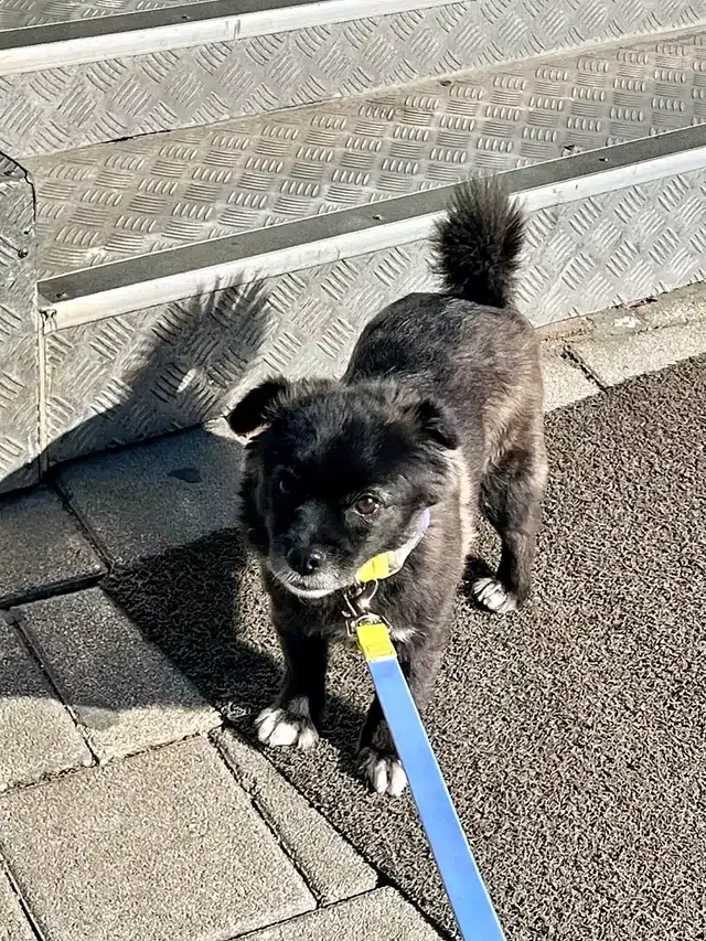 편의점에서 고구마를 판다는 걸 개가 알게 하지마