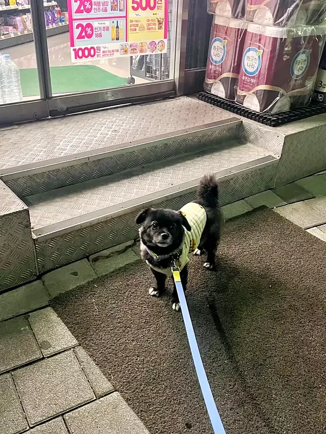 편의점에서 고구마를 판다는 걸 개가 알게 하지마