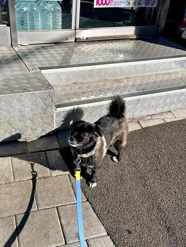 편의점에서 고구마를 판다는 걸 개가 알게 하지마