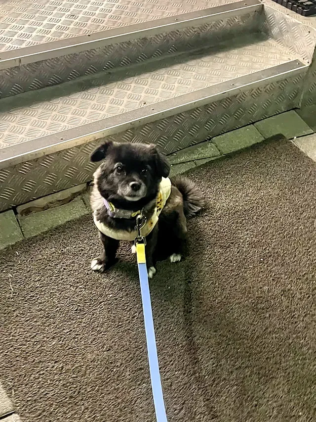 편의점에서 고구마를 판다는 걸 개가 알게 하지마