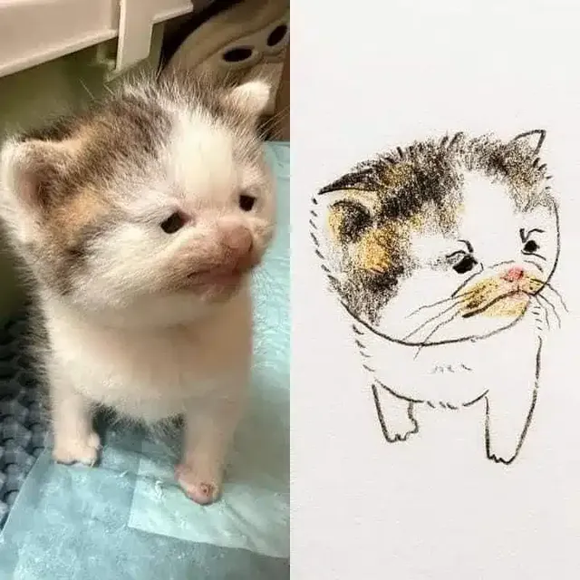 포인트를 잘 잡아서 그린 고양이 그림