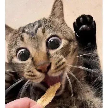 간식 줄 맛 나는 고양이