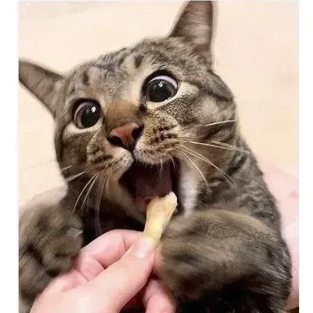 간식 줄 맛 나는 고양이