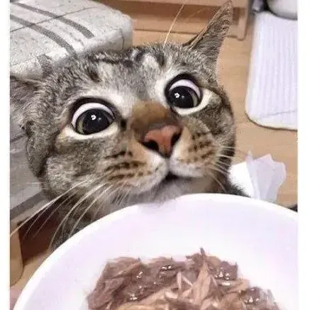 간식 줄 맛 나는 고양이