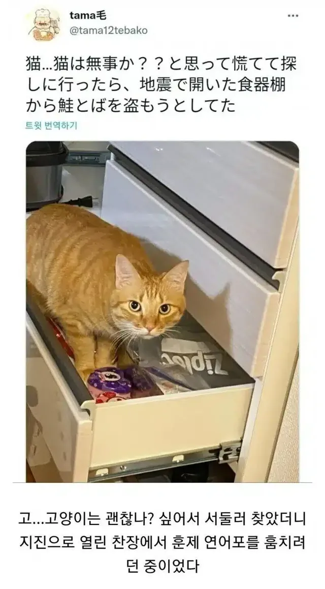 지진을 느낀 고양이의 행동