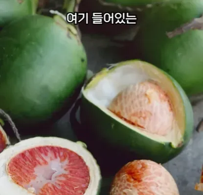 해외에서 먹으면 안되는 열매