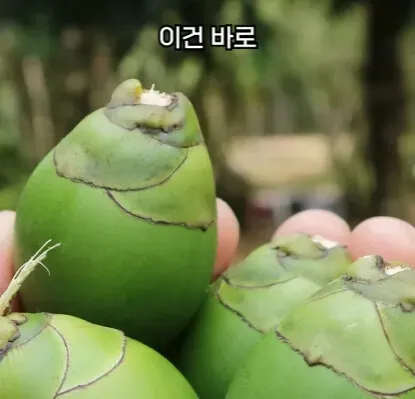 해외에서 먹으면 안되는 열매