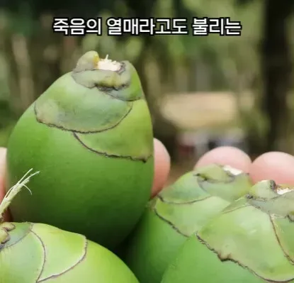 해외에서 먹으면 안되는 열매