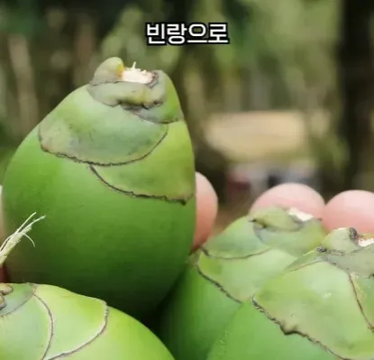 해외에서 먹으면 안되는 열매