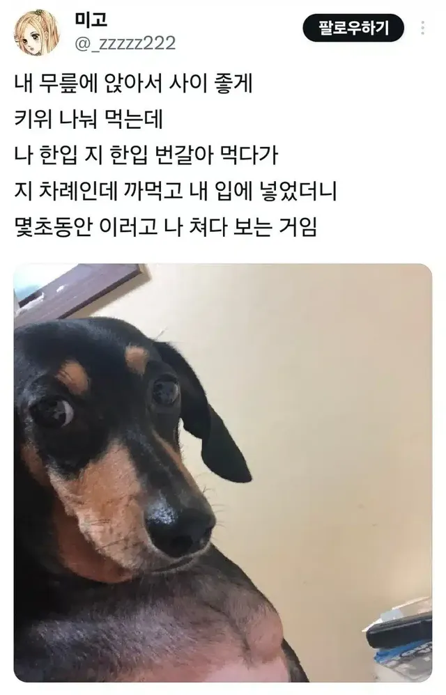 강아지한테 큰 잘못 함
