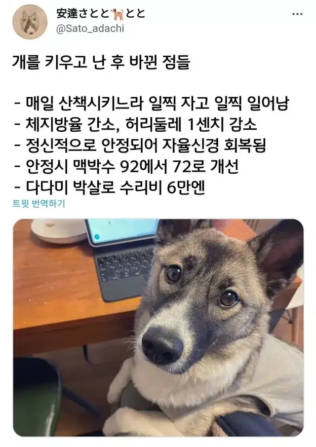 개를 키우고 난 후 바뀐 점들