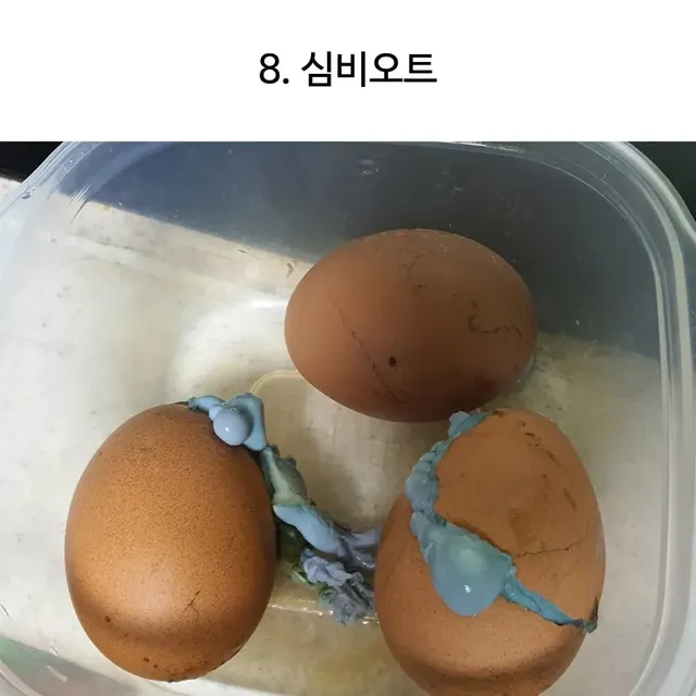 천하 제일 달걀 삶기 대회