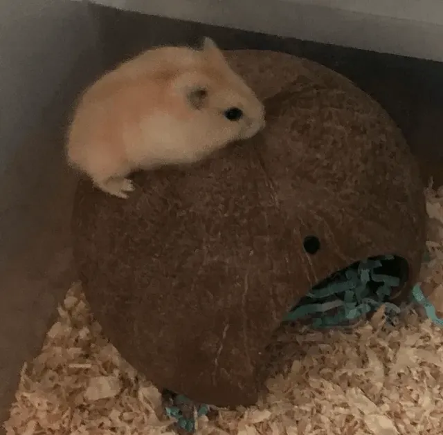 부모님댁에 햄찌 맡기면 안되는 이유